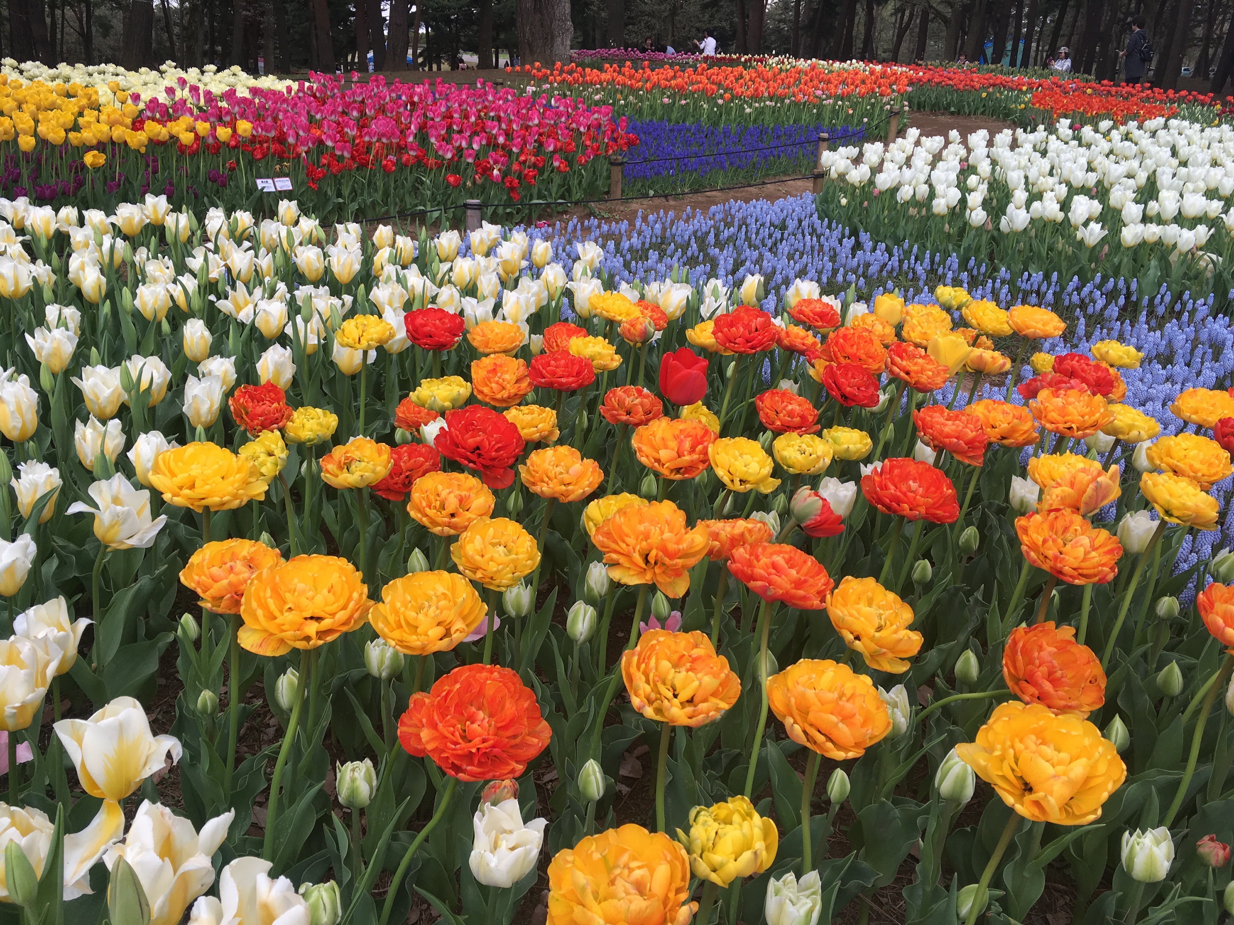 花!ひたち海浜公園