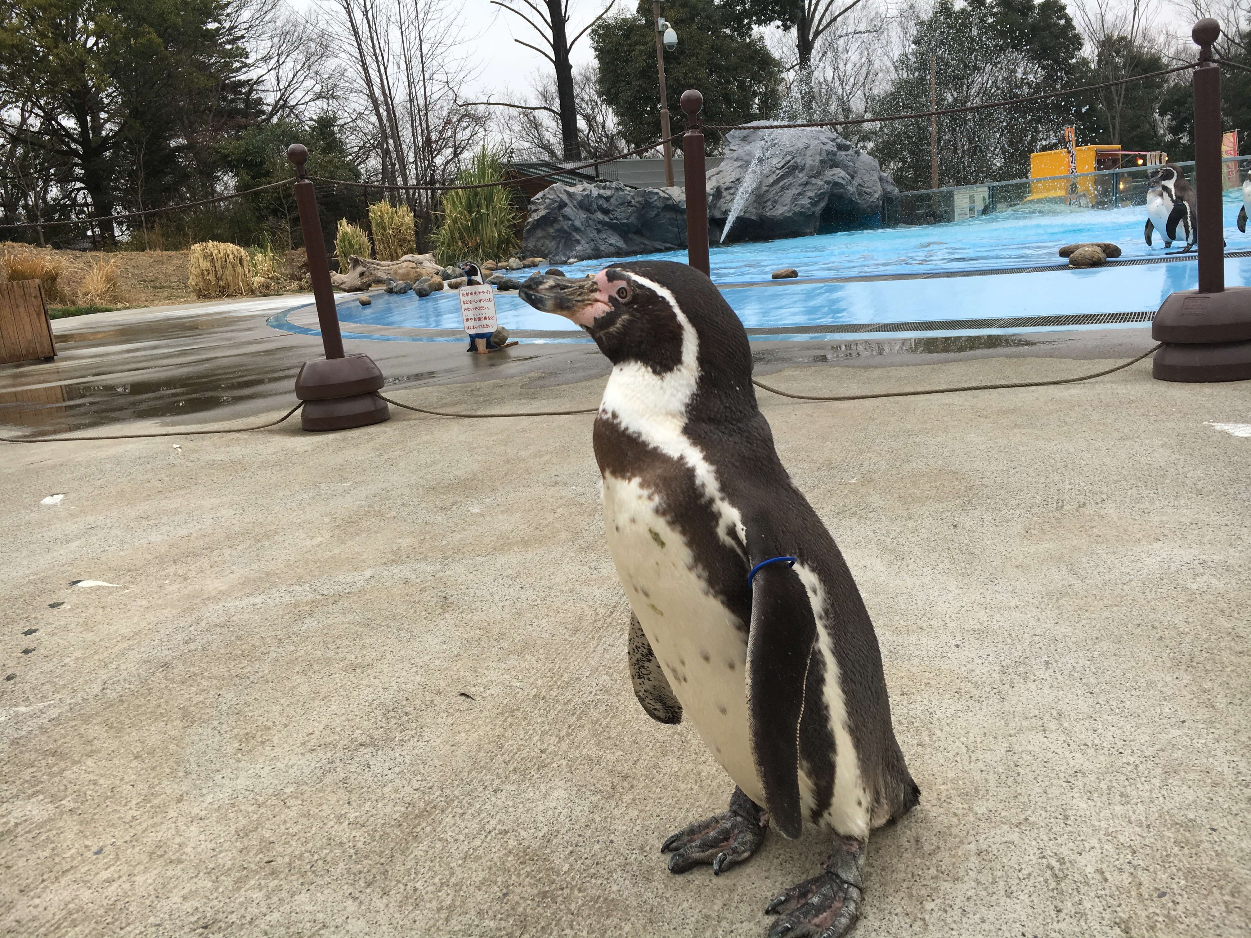 ペンギンのお散歩