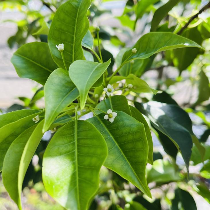 皐月・五月・植物