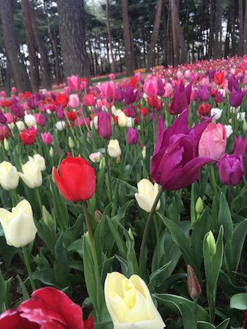 花!ひたち海浜公園