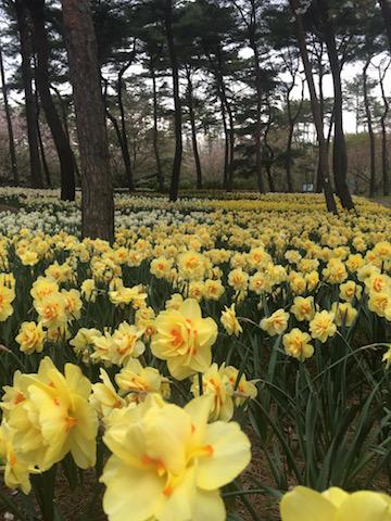 花!ひたち海浜公園