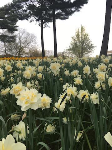 花!ひたち海浜公園