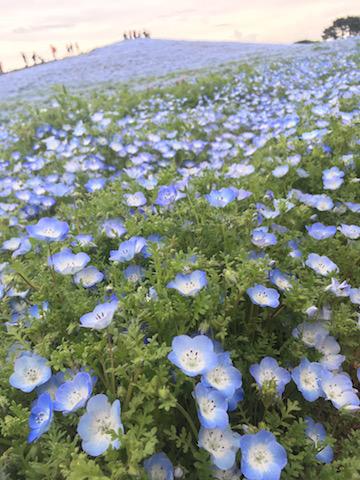 花!ひたち海浜公園